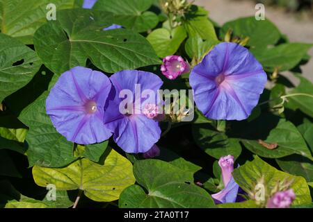 Gloria mattutina, o alba blu, o fiori viola blu Ipomoea Foto Stock