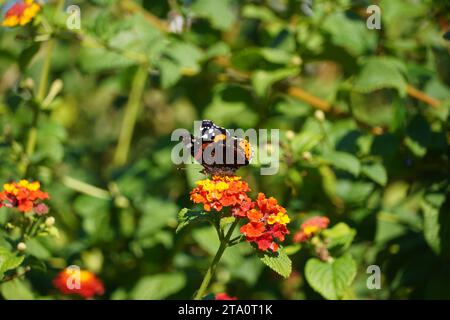 Un ammiraglio rosso, o Vanessa atalanta farfalla nera e rossa, sui fiori di lantana camara in un parco ad Atene, in Grecia Foto Stock