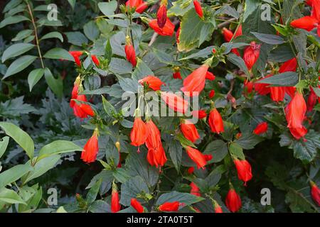 Un ibisco dormiente, o Malvaviscus penduliflorus, pianta con fiori rossi Foto Stock