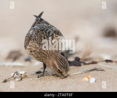 Il primo inverno di Baird's Sandpiper (Calidris bairdii) sulla spiaggia di Wassenaar, Paesi Bassi. Raro vagabondo del Nord America. Foto Stock