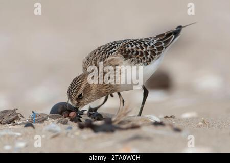 Il primo inverno di Baird's Sandpiper (Calidris bairdii) sulla spiaggia di Wassenaar, Paesi Bassi. Raro vagabondo del Nord America. Foto Stock