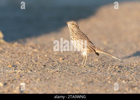 Sage thrasher (Oreoscoptes montanus) a Mono Lake, California, USA. Foto Stock