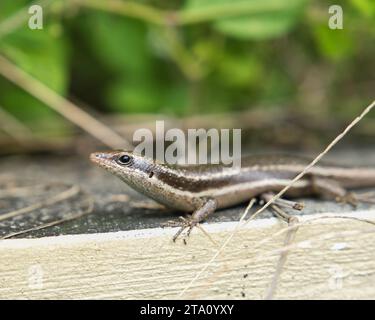 Seychelles endemico skink gecko su muro di cemento, Mahe Seychelles Foto Stock