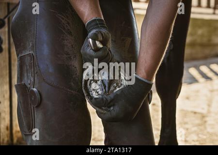 La preparazione del ferro da cavallo è in corso. La farriera sta preparando lo zoccolo. Il portabagagli accorcia la parete dello zoccolo e rimuove le unghie in eccesso. Foto Stock