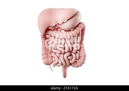 illustrazione 3d dell'apparato digerente umano isolato su bianco. Organi interni del tratto alimentare umano - fegato, stomaco, pancreas, intestino Foto Stock