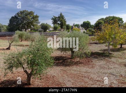 Trulli casette rotonde in pietra con tetto conico in Valle d'Itria, Puglia, Italia Foto Stock