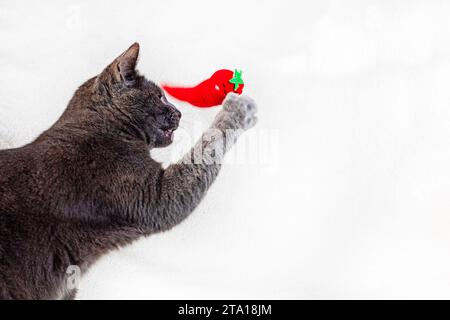 Il gatto birmano americano gioca con un morbido giocattolo rosso sul divano Foto Stock