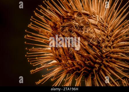 Foto macro STILL-Life con stampa/poster di legno burdock, Arctium Nemorosum, testa di semina con spazio negativo Foto Stock