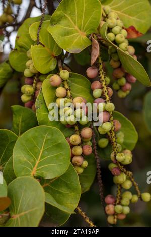 Ritratto naturale ravvicinato della pianta di Coccoloba uvifera, uva di mare. Cibo gustoso e ingannevolmente utile, tollerante all'aria di mare Foto Stock