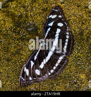 Un primo piano macro di una farfalla del sergente dello staff a terra (Athyma selenophora) Foto Stock