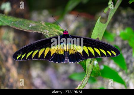 Un primo piano di una Rajah Brookes Birdwing (Trogonoptera Brookiana) la farfalla nazionale della Malesia Foto Stock
