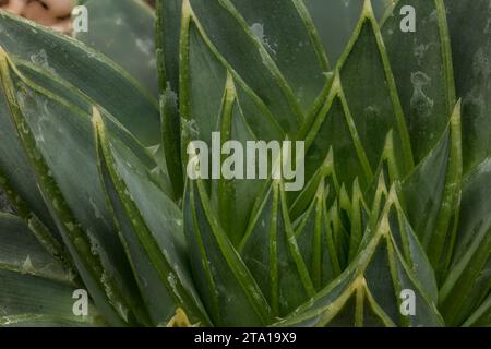 Ravvicinato naturale ritratto di piante succulente di Aloe polyphylla, aloe a spirale, kroonaalwyn, lekhala kharetsa, aloe a molte foglie. Foto Stock