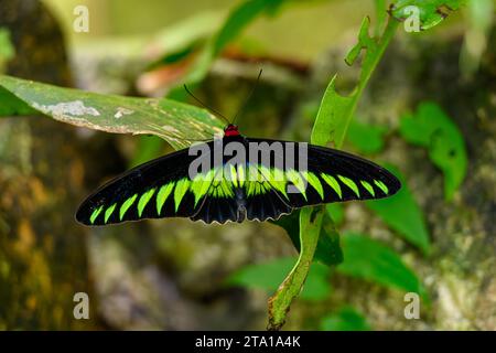 Un primo piano di una Rajah Brookes Birdwing (Trogonoptera Brookiana) la farfalla nazionale della Malesia Foto Stock
