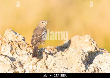 Sage thrasher (Oreoscoptes montanus) a Mono Lake, California, USA. Foto Stock