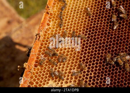 Cornici di un alveare appena preso da alveare con miele dolce. Api affollate sul nido d'ape giallo con celle aperte e sigillate per il miele dolce. Miele di api Foto Stock