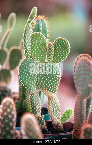 Opuntia rufida, Desert Gem Cactus Foto Stock