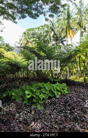 Le jardin de Balata est un jardin botanique privé de Fort-de-France, Route de Balata, Martinica, Antille Foto Stock