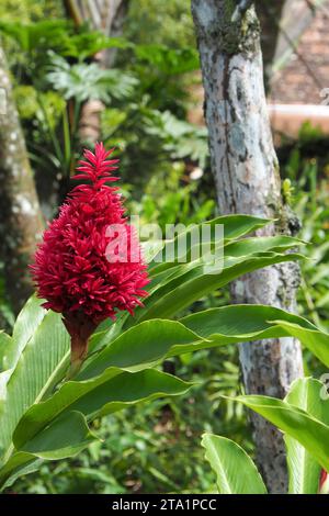 Fleur gingembre, jardin de Balata est un jardin botanique privé de Fort-de-France, Route de Balata, Martinica, Antille Foto Stock