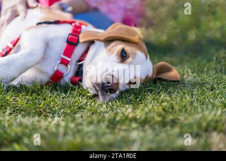 Cane Beagle stanco che liscia sul prato indossando un'imbracatura rossa Foto Stock