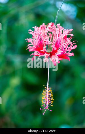 Hibiscus schizopetalus o ragno hibiscus, Isola di riunione, Francia Foto Stock