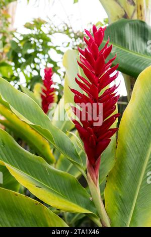 Alpinia purpurpurata, Isola di Reunion, Francia. Foto Stock