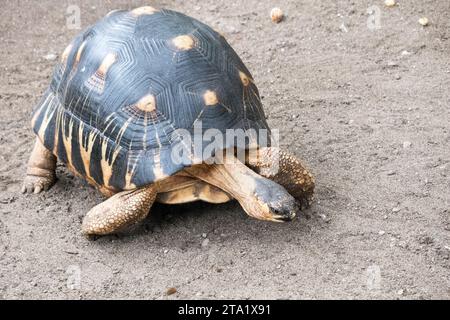 L'Astrochelys radiata, o tartaruga stellare del Madagascar o tartaruga irradiata, è una specie di tartaruga della famiglia Testudinidae, Isola di Reunion, Francia. Foto Stock