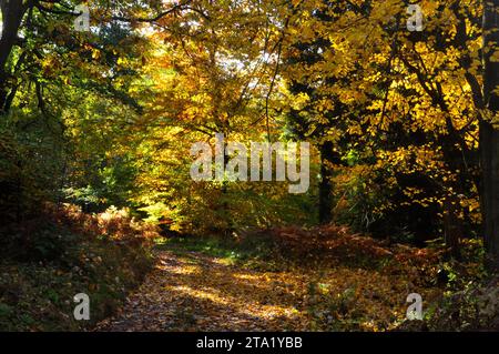 La luce del sole autunnale filtra attraverso le foglie dorate dei faggi che illuminano le foglie già cadute su una pista boschiva nel Somerset. Foto Stock