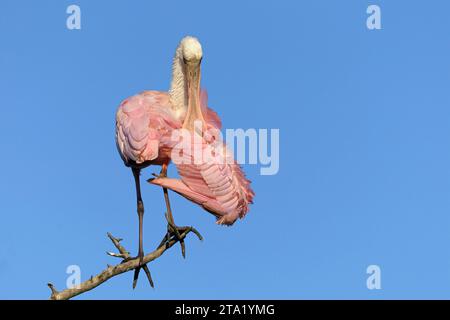 Roseate Spoonbill, Ajaia ajaja, uccello adulto che preda gli alberi in Florida, USA April Foto Stock