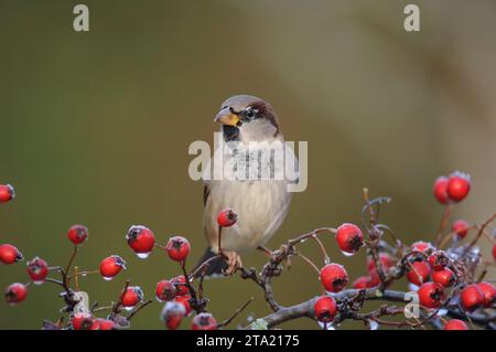 Passero domestico Passer domesticus, maschio appollaiato sul ramo di biancospino con bacche e glassa in fusione, County Durham, Inghilterra, Regno Unito, dicembre. Foto Stock