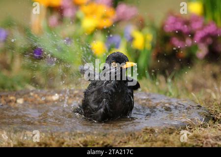 Merluzzo eurasiatico Turdus merula, maschio che fa il bagno in un bagno di uccelli in giardino con fiori, contea di Durham, Inghilterra, Regno Unito, marzo. Foto Stock