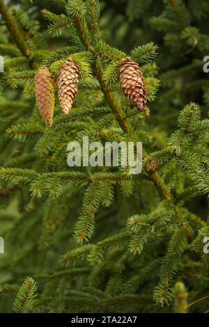 Primo piano di tre coni di abete rosso in natura Foto Stock