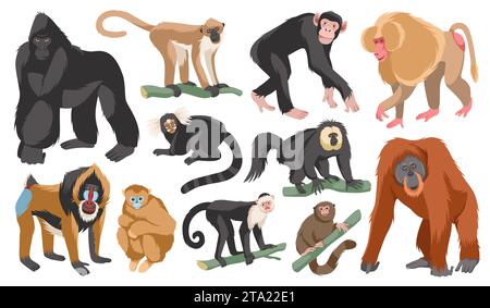 Cartoni animati diverse razze di scimmie. Divertenti animali esotici, fauna selvatica tropicale, vari primati di mammiferi, gorilla e orangutan, scimpanzé, gorilla e. Illustrazione Vettoriale