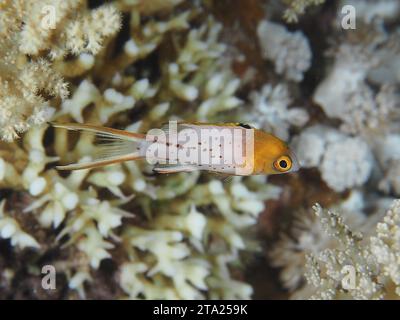 Bodianus anthioides, sito di immersione House Reef, Mangrove Bay, El Quesir, Mar Rosso, Egitto Foto Stock