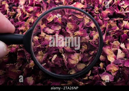 Lente d'ingrandimento a mano su petali di rosa essiccati Foto Stock