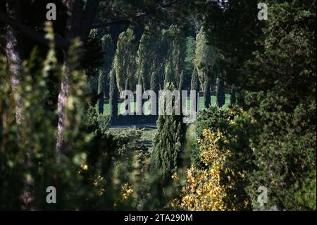 Paesaggio con cipressi intorno a San Gimignano, Toscana, Italia Foto Stock