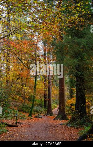 Coed Tan Dinas Walk. Sentiero attraverso i boschi del Gwydir Forest Park in autunno. Betws-y-Coed, Conwy, Galles, Regno Unito, Gran Bretagna, Europa. Alberi giganti di Douglas Fir Foto Stock