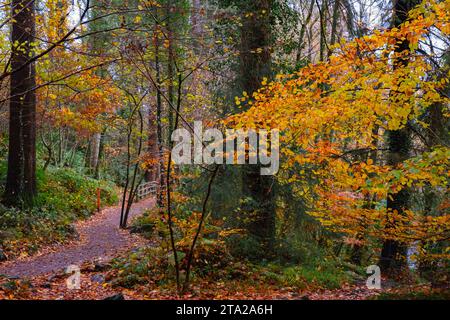 Coed Tan Dinas Walk. Sentiero attraverso i boschi del Gwydir Forest Park in autunno. Betws-y-Coed, Conwy, Galles, Regno Unito, Gran Bretagna, Europa. Alberi giganti di Douglas Fir Foto Stock