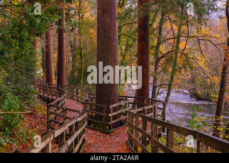 Coed Tan Dinas Walk. Passeggiata sul lungomare attraverso i boschi del Gwydir Forest Park accanto al fiume Afon Llugwy in autunno. Betws-y-Coed, Conwy, Galles, Regno Unito, Gran Bretagna Foto Stock