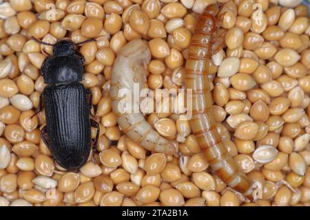 Verme giallo Tenebrio molitor, disinfestante per conservazione Larva, pupa e coleottero adulto su semi di miglio. Foto Stock