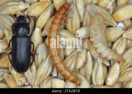 Verme giallo Tenebrio molitor, disinfestante per conservazione Aadult Beetle, larva e pupa su chicchi d'orzo. Foto Stock