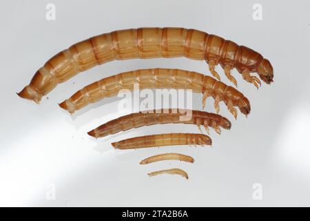 Larva di coleottero giallo Tenebrio molitor nei loro vari stadi di crescita. Foto Stock