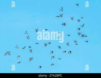 Un gregge di Plover d'oro europeo (Pluvialis apricaria) in volo al tramonto, Paphos, Cipro. Foto Stock