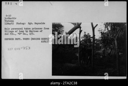 Personale maschile preso prigioniero dal villaggio di Lemy dai Marines del 2nd Plt., 'G' Co., 2/3 l'11 maggio 1965. Questa foto cattura i sospettati e i prigionieri Viet Cong durante la guerra del Vietnam. La foto è stata scattata dal sergente Reynolds ed è ufficialmente registrata dal Dipartimento della difesa. Foto Stock