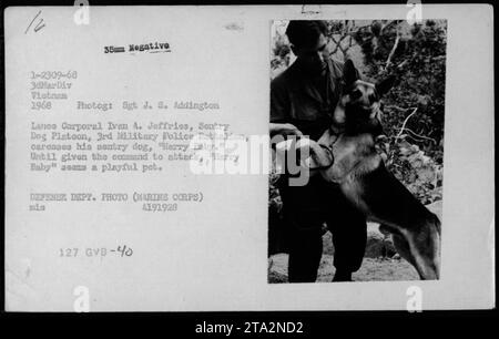 Il Sgt J. S. Addington del 3dMarDiv, Vietnam nel 1968, è raffigurato accarezzare il suo cane sentinella, 'Harry Baby'. Lance Caporale Ivan 4. Jeffries viene visto anche con il loro cane. Il cane appare giocoso e amichevole, ma viene addestrato ad attaccare quando gli viene dato il comando. Fotografia del Dipartimento della difesa. Foto Stock