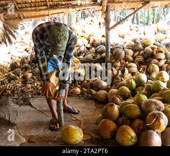 Tagliare le noci di cocco. Vietnam Foto Stock