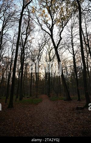 Gli alberi in una foresta in inverno Foto Stock