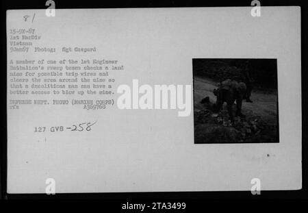 Un membro della squadra di sweep del 1st Engineer Battalion controlla una miniera per individuare i cavi di viaggio e pulisce l'area circostante per facilitare la demolizione. Questa foto è stata scattata il 9 gennaio 1967 dal sergente Gaspard. Nome in codice TDJanuary2022, l'immagine appartiene alla collezione 81 15-9X-67 ist MarDiv Vietnam. La didascalia recita: "Operazioni di spazzamento e smaltimento delle mine durante la guerra del Vietnam". Foto Stock