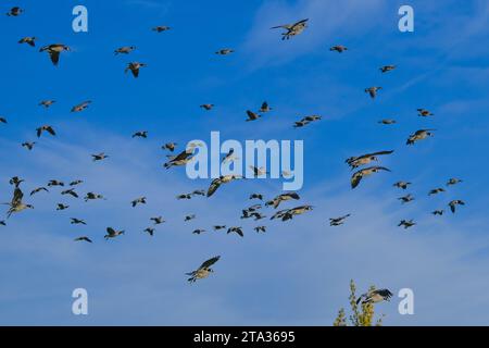 Oche in volo, Deer Lake Park, Burnaby, British Columbia, Canada Foto Stock