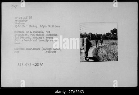 I Marines della i Company, 3rd Battalion, 7th Marine Regiment, 2nd Platoon, effettuano un'operazione di sweep in un'area boscosa e densamente boscosa del Vietnam il 15 luglio 1966. Questa fotografia, scattata da ICpl. Williams, cattura le truppe che conducono pattuglie durante la guerra del Vietnam. Foto del Dipartimento della difesa (corpo dei Marines) A369552. Foto Stock