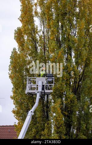 Baumpflegearbeiten a Stoccarda-Ovest. MIT einer Hubarbeitsbühne werden Äste einer Pappel entfernt. // 15.11.2023: Stoccarda, Baden-Württemberg, Deutschland, Europa *** i lavori di manutenzione degli alberi a Stoccarda Ovest sono rimossi da un pioppo utilizzando una piattaforma aerea 15 11 2023 Stoccarda, Baden Württemberg, Germania, Europa Foto Stock